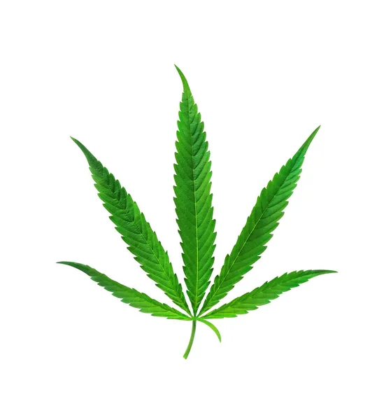 Gröna Cannabisblad Isolerade Vit Bakgrund Med Bana Ovanifrån Växande Medicinsk — Stockfoto