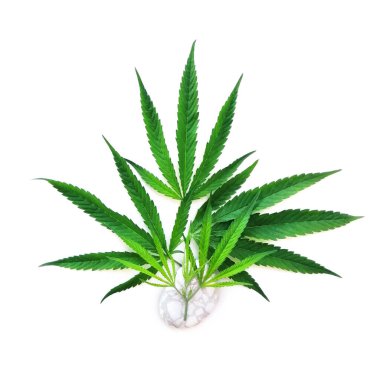 Yeşil kenevir yaprakları beyaz arkaplanda izole edilmiş, üst görünümü olan. Tıbbi marihuana yetiştiriyorum..