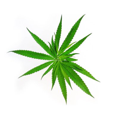 Yeşil kenevir yaprakları beyaz arkaplanda izole edilmiş, üst görünümü olan. Tıbbi marihuana yetiştiriyorum..