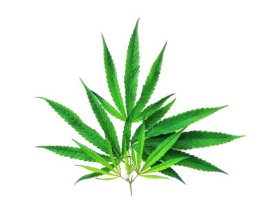 Yeşil kenevir yaprakları beyaz arkaplanda izole edilmiş, üst görünümü olan. Tıbbi marihuana yetiştiriyorum..
