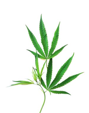 Yeşil kenevir yaprakları beyaz arkaplanda izole edilmiş, üst görünümü olan. Tıbbi marihuana yetiştiriyorum..