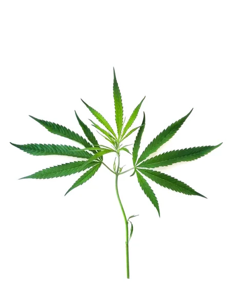 Hojas Cannabis Verde Aisladas Sobre Fondo Blanco Con Trayectoria Vista —  Fotos de Stock