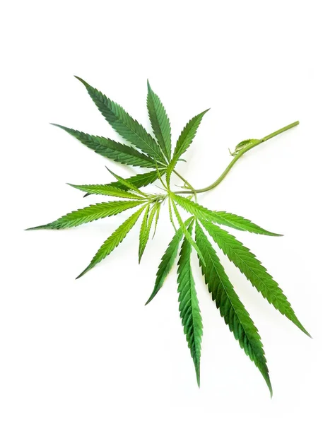 绿色大麻叶孤立在白色背景与路径 顶部视图 种植医用大麻 — 图库照片