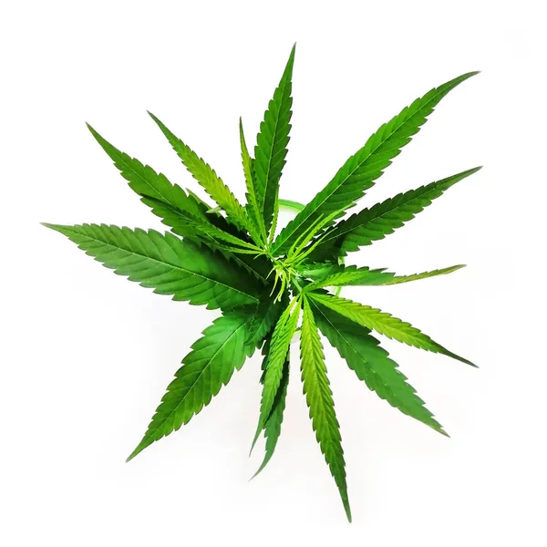 绿色大麻叶孤立在白色背景与路径 顶部视图 种植医用大麻 — 图库照片