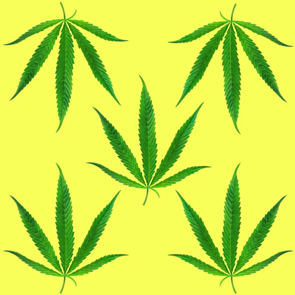 绿色大麻 大麻分离叶 黄色无缝图案 — 图库照片
