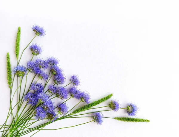 Frame Van Blauwe Wilde Bloemen Witte Canvas Achtergrond Bovenaanzicht Template — Stockfoto