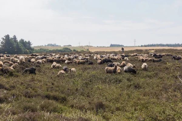 Sylt Allemagne Nord Île Mer Nord Août 2018 — Photo