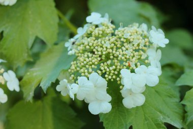 Yasemin çalı beyaz çiçek