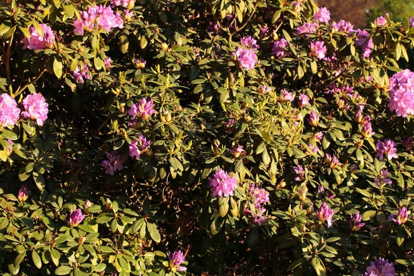 ormangülü bush Park