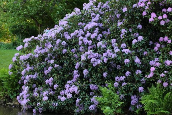 ormangülü bush Park