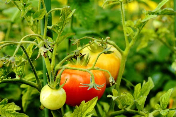 Tomates Rojos Arbusto Jardín — Foto de Stock