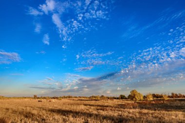 günbatımı mavi gökyüzü ile hassas ve kabarık bulutlar ve altın bir alan