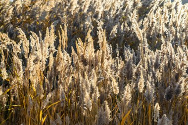 Doğal güneş ışığı altında Kuru reed çim alan. Yakın çekim