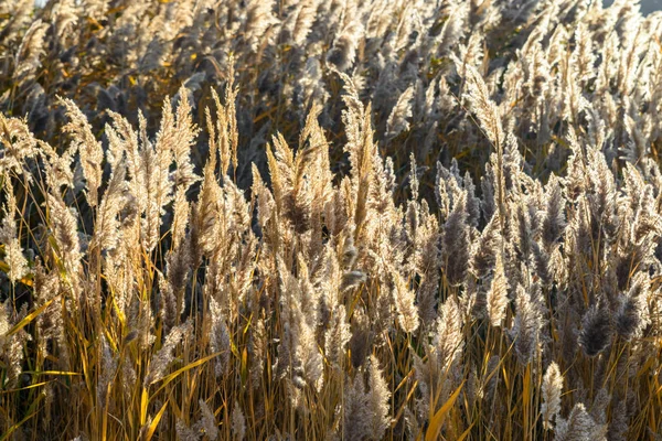 Doğal güneş ışığı altında Kuru reed çim alan. Yakın çekim