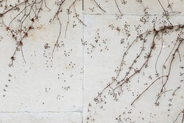 Kuru sarmaşık izleri kökleri yapısı ile soyut arka plan çimento duvar. Çimento sıva duvarı yüzeyinde asma kökleri izleri.