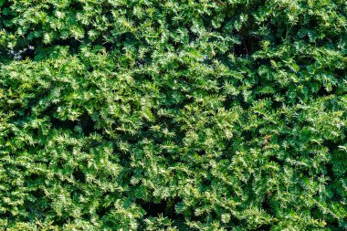 Yeşil soyut duvar arka plan, yeşil duvar doku bırakır