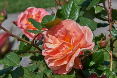 Kırmızı ve pembe gül tomurcukları yeşil Bush bir arka plan ile. Kırmızı ve pembe Gül Bush.