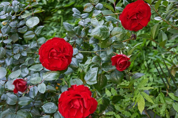 Rosas Rojas Rosas Con Brotes Sobre Fondo Arbusto Verde Bush — Foto de Stock