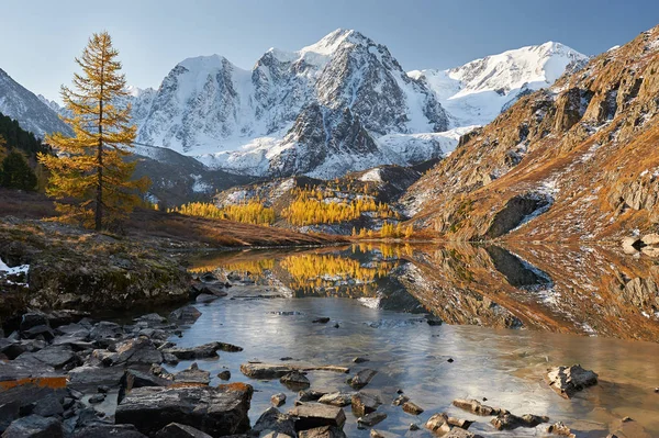 Bright Colorful Yellow Autumn Mountain Lake Russia Siberia Altai Mountains — Stock Photo, Image