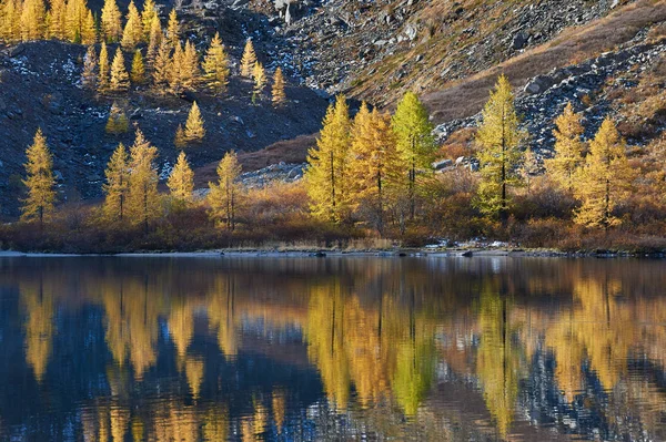 Ljusa Färgglada Gula Hösten Fjällsjö Ryssland Sibirien Altai Bergen Chuya — Stockfoto