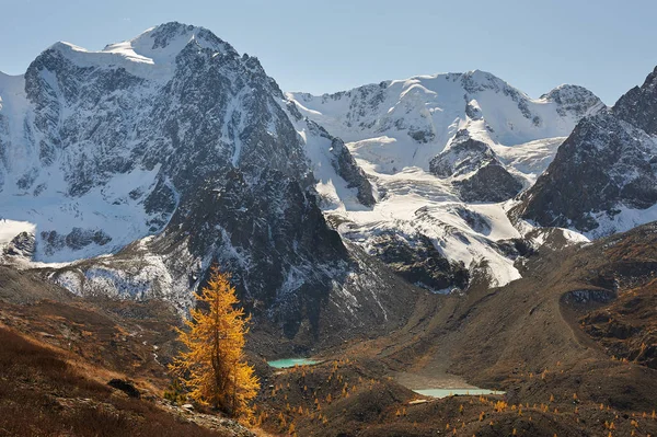 Lac Montagne Automne Jaune Lumineux Coloré Russie Sibérie Montagnes Altaï — Photo