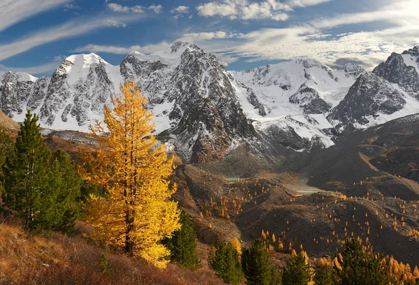Jasny Kolorowy Żółty Jesień Jezioro Rosji Syberii Góry Ałtaj Grzbiet — Zdjęcie stockowe