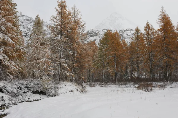曇りの朝 冬の雪に覆われた山の湖 ロシア シベリア アルタイ山脈 中也リッジ — ストック写真