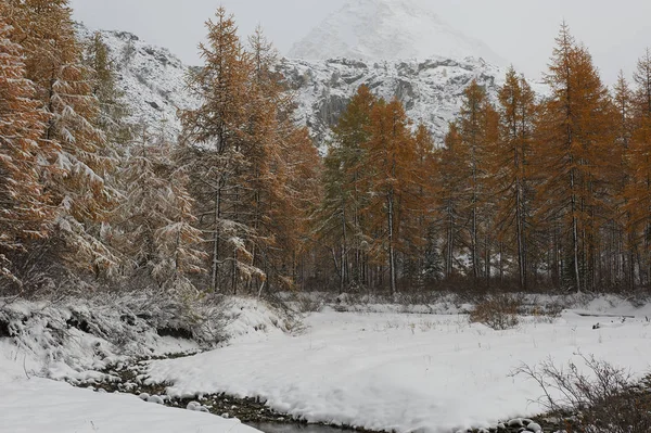 曇りの朝 冬の雪に覆われた山の湖 ロシア シベリア アルタイ山脈 中也リッジ — ストック写真