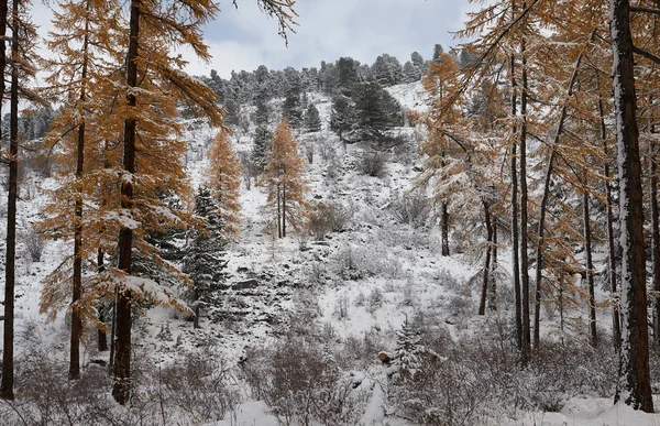 Manhã Nublada Inverno Coberto Neve Lago Montanha Rússia Sibéria Altai — Fotografia de Stock