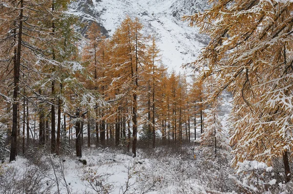 Хмарно Вранці Зима Сніг Накривав Гірського Озера Росія Сибіру Алтаю — стокове фото