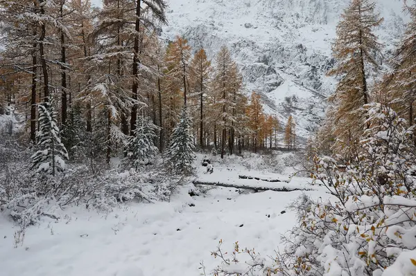 Bewolkte Ochtend Winter Sneeuw Bedekte Bergmeer Rusland Siberië Altaj Chuya — Stockfoto