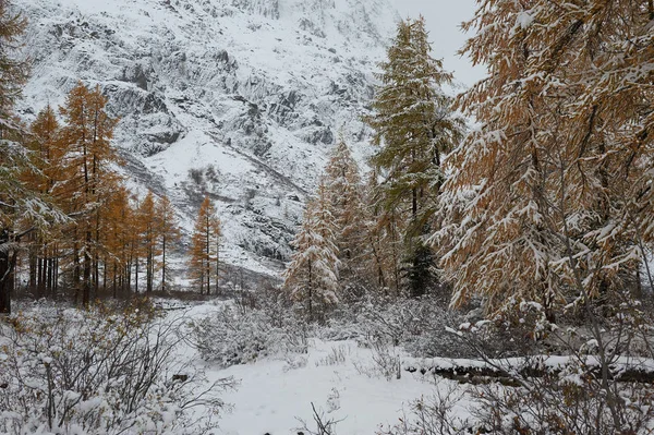 曇りの朝 冬の雪に覆われた山の湖 ロシア シベリア アルタイ山脈 中也リッジ — ストック写真