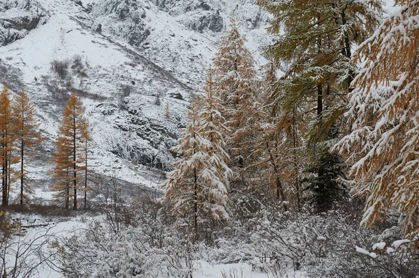曇りの朝 冬の雪に覆われた山の湖 ロシア シベリア アルタイ山脈 中也リッジ — ストック写真