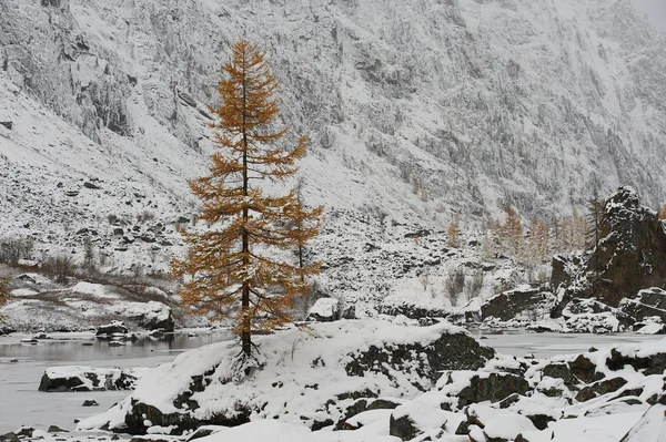 曇りの朝 冬の雪に覆われた山の湖 ロシア シベリア アルタイ山脈 中也リッジ — ストック写真