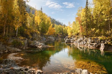 Dağ nehri, Rusya, Sibirya, Altai dağları. Sonbahar ormanlarından akan dağ nehri. .