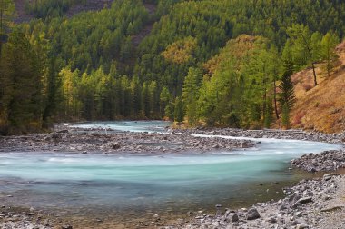 Dağ Gölü Rusya Batı Sibirya Altai Dağları. Güneşli güzel bir sabah, dağlık nehir Kucherla, sonbahar taiga ormanlarıyla çevrili..