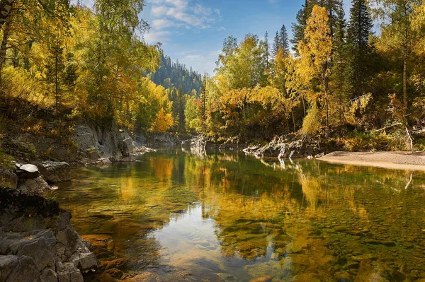 Gebirgsfluss Russland Sibirien Altai Gebirgs Gebirgsfluss Fließt Durch Den Herbstwald — Stockfoto