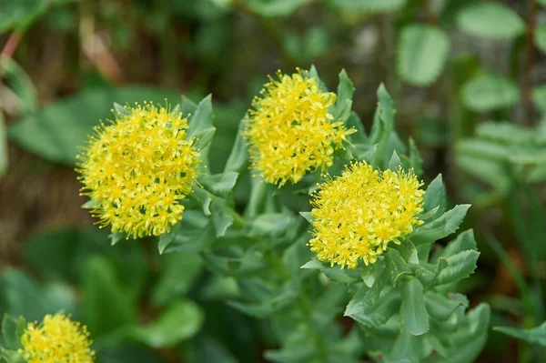 Υφή Των Φύλλων Και Των Λουλουδιών Rhodiola Rosea Ρωσία Σιβηρία — Φωτογραφία Αρχείου