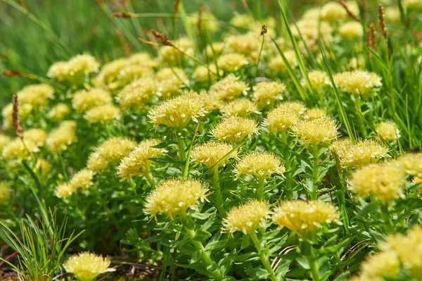 Tekstura Liå Kwiatã Rhodiola Rosea Rosja Syberia Altai Katun Grzbiet — Zdjęcie stockowe