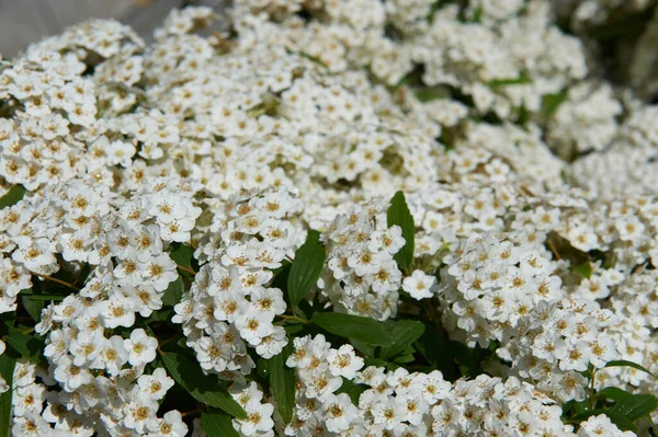 Szare Rośliny Spirea Wytrzymałe Liściaste Krzewy Wiosenne Kwiaty Ogrodzie Botanicznym — Zdjęcie stockowe