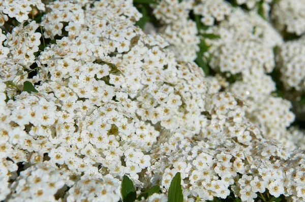 Graue Spirea Pflanzen Sind Winterharte Laubblättrige Sträucher Frühlingsblumen Botanischen Garten — Stockfoto