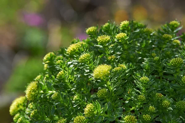 Texture Leaves Flowers Rhodiola Rosea Russia Siberia Altai Mountains Katun — Stock Photo, Image