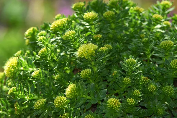 Textura Las Hojas Flores Rhodiola Rosea Rusia Siberia Montañas Altai — Foto de Stock