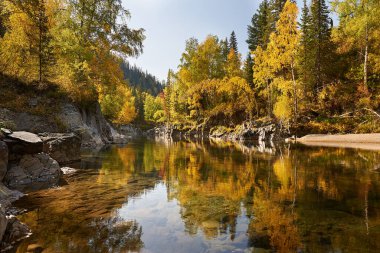 Dağ nehri, Rusya, Sibirya, Altai dağları. Sonbahar ormanlarından akan dağ nehri. .