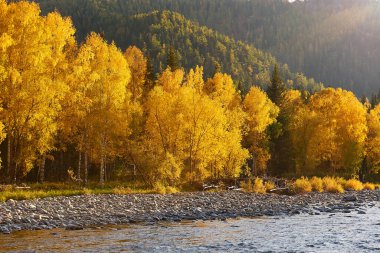 Dağ nehri, Rusya, Sibirya, Altai dağları. Sonbahar ormanlarından akan dağ nehri. .