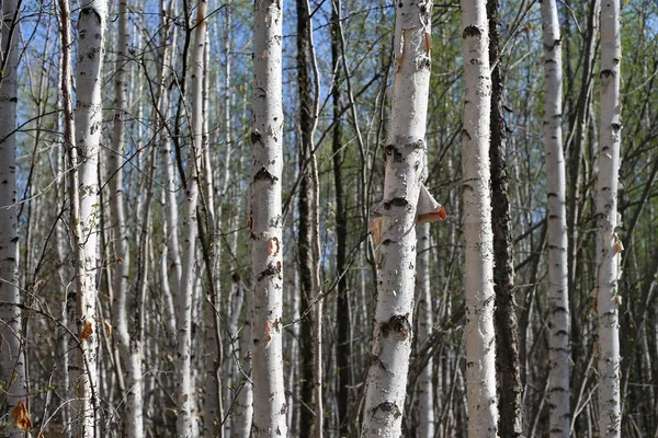 Birch trees forest in the spring. Trunks of birch. Branches of birch with catkins, peduncles. Young birch leaves.