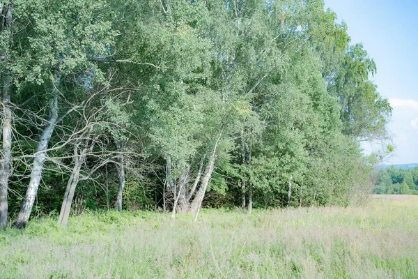 Sergiev Posad Natureza Moscow Region Summer 2018 Woods Viu Raposa — Fotografia de Stock