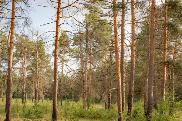 Sergiev Posad Nature Moscow Region Summer 2018 Floresta Tranquila Onde — Fotografia de Stock