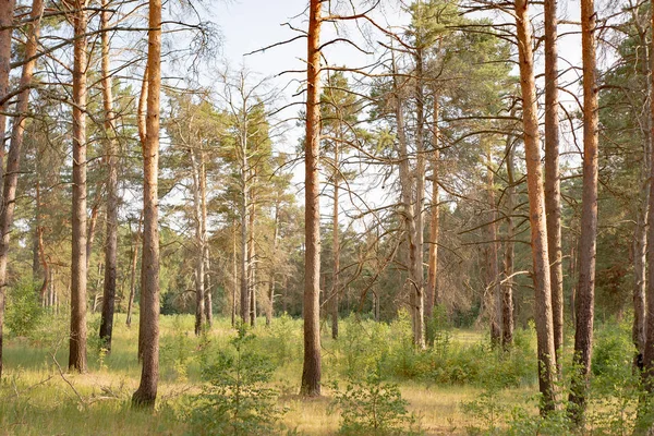 Sergiev_Posad Nature_Of_Moscow_Region_Summer_2018 Quiet Forest Very Easy Breathe — Stock Photo, Image