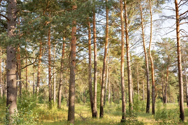 Sergiev_Posad Russian Federation Moscow Region 2018 Natural Parks Forest You — Stock Photo, Image